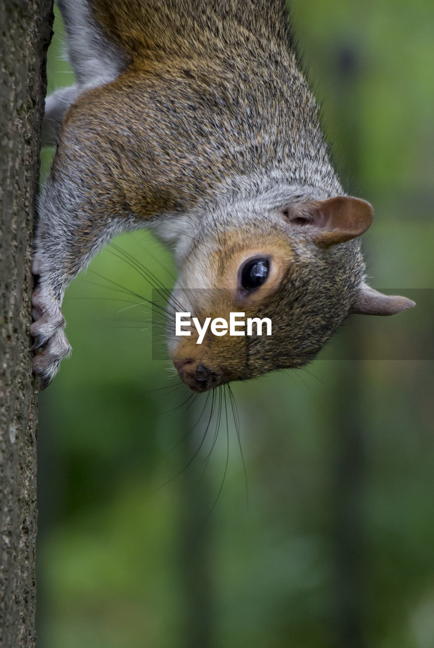 CLOSE-UP PORTRAIT OF A SQUIRREL