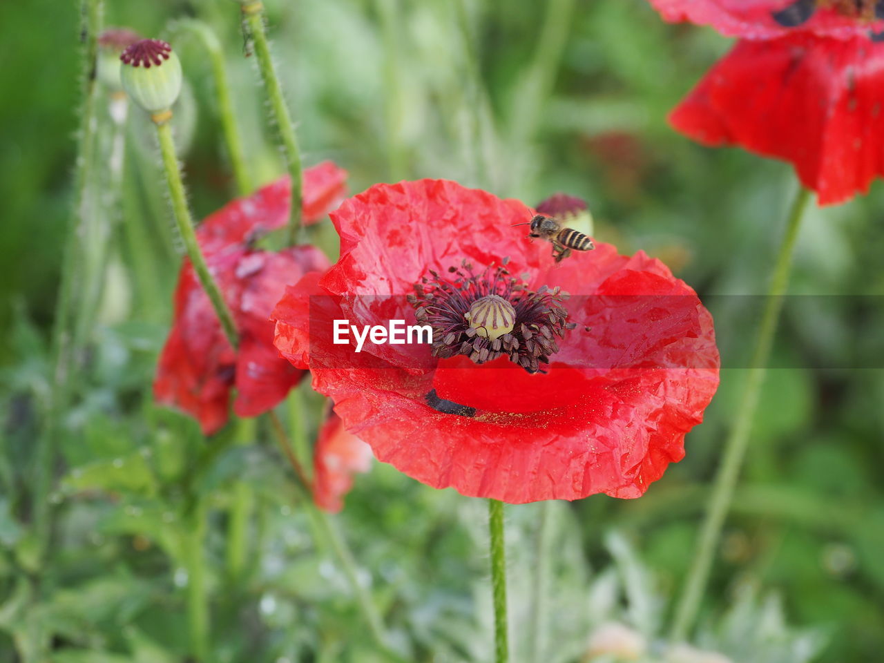 CLOSE-UP OF HONEY BEE ON RED FLOWER