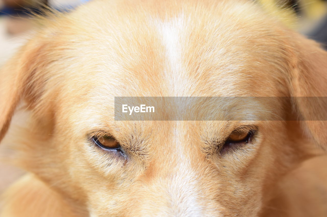 Close-up portrait of a dog