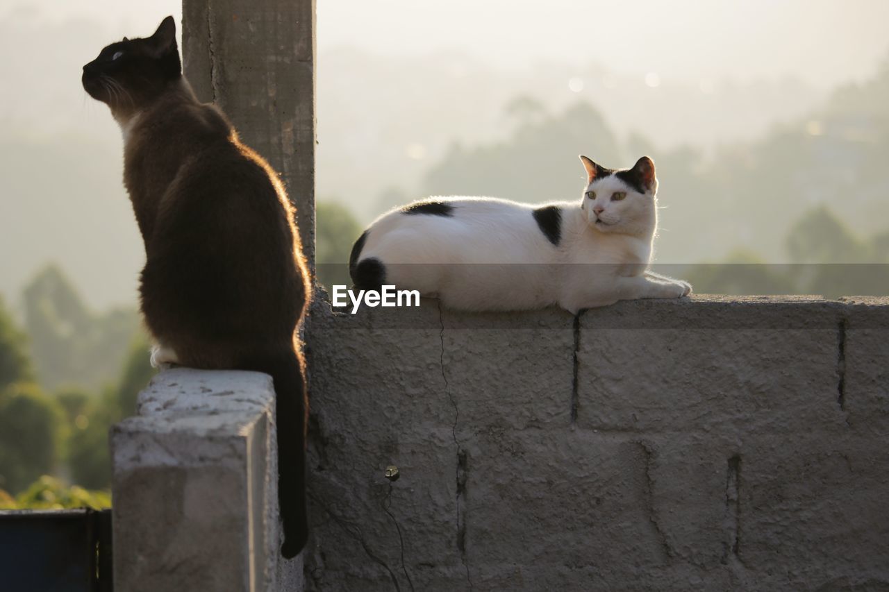 Two cats in a sunset