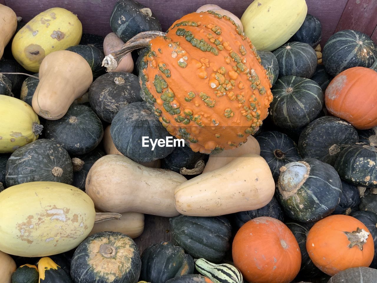 HIGH ANGLE VIEW OF PUMPKINS FOR SALE