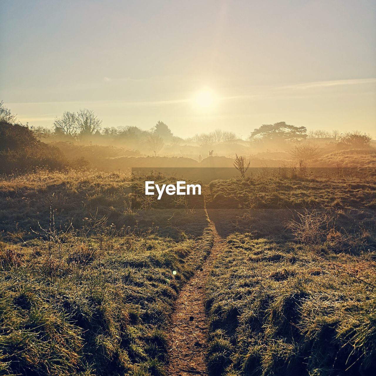 Scenic view of field against bright sun