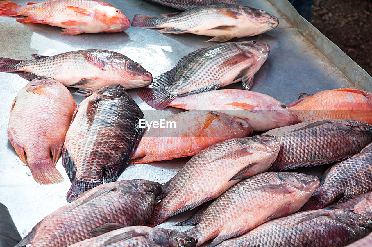 HIGH ANGLE VIEW OF FISH FOR SALE