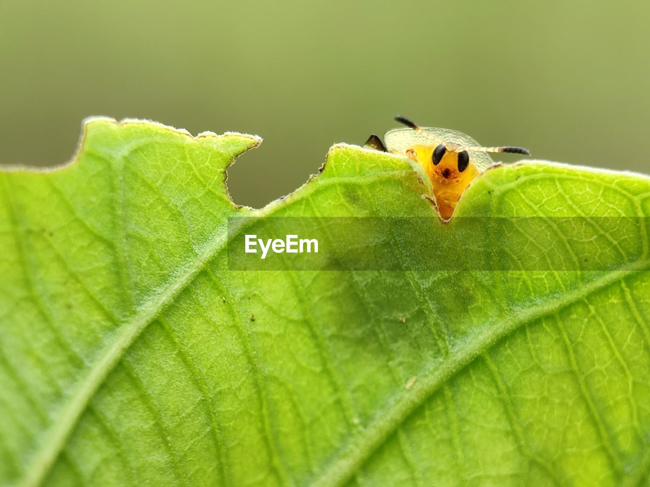 plant part, leaf, animal themes, animal, animal wildlife, insect, green, wildlife, one animal, close-up, macro photography, nature, no people, plant, beauty in nature, yellow, macro, leaf vein, outdoors, day, flower, animal body part, environment, selective focus, beetle, focus on foreground