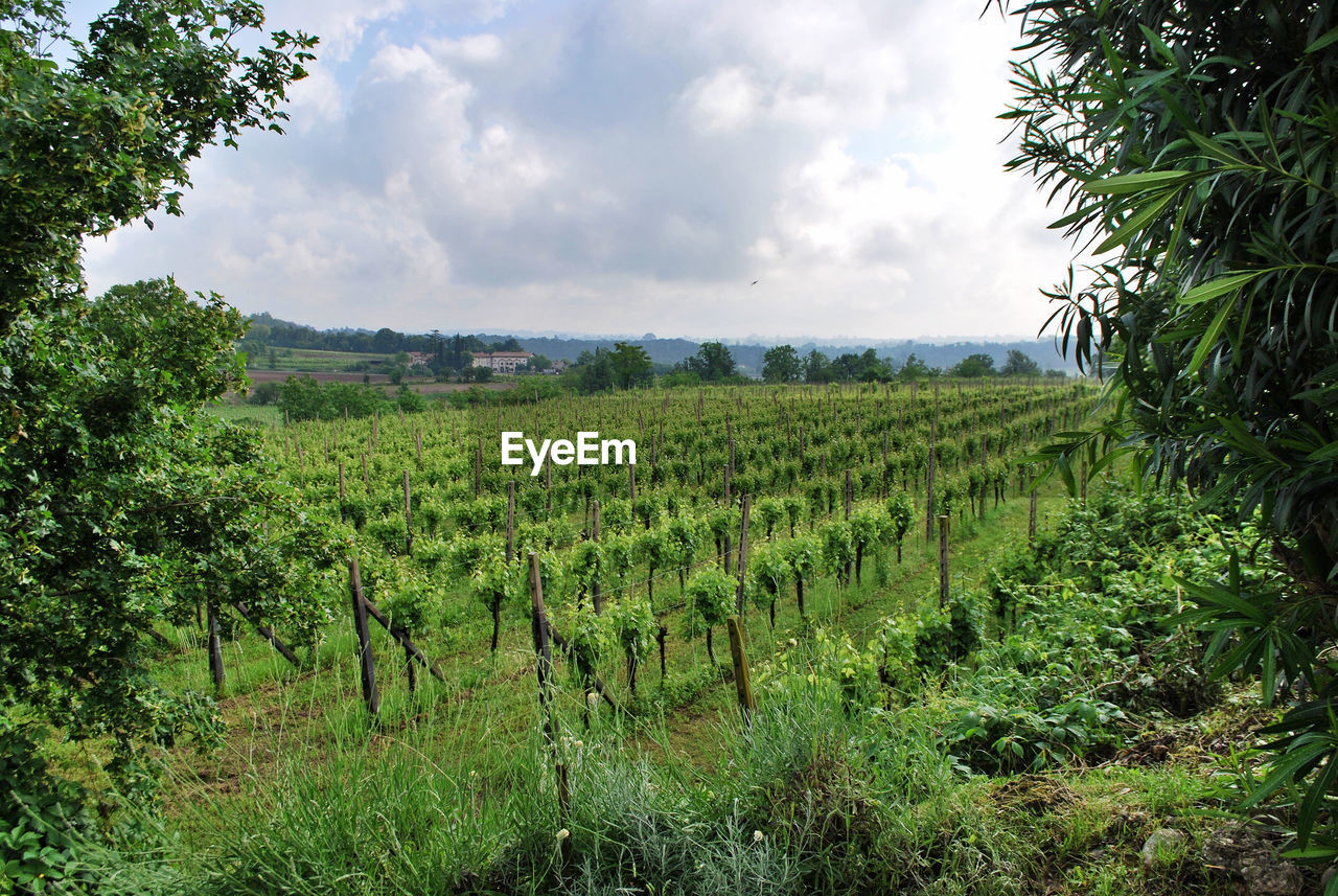 Vineyards - Valeggio sul Mincio, Verona, Veneto, Italy. European  Italia Nature Rural Scenes Travel Valeggio Sul Mincio Verona Vineyards  Agriculture Beauty In Nature Environment Europe Field Green Color Italian Italy Land Landscape Rural Scene Scenics - Nature Tourism Tranquility Veneto Vineyard Winemaking