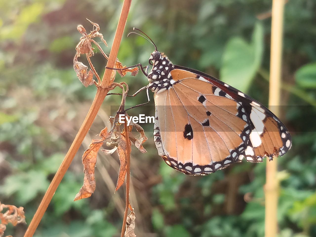 CLOSE-UP OF BUTTERFLY ON LEAF