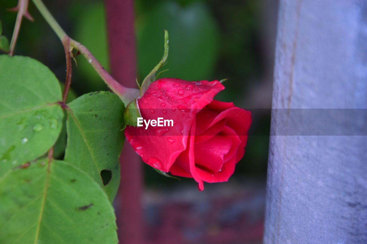 CLOSE-UP OF PINK ROSE WITH RED LEAVES
