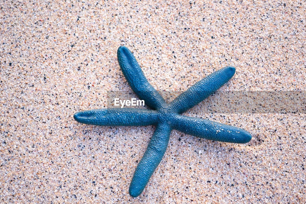 CLOSE-UP OF STARFISH ON SAND