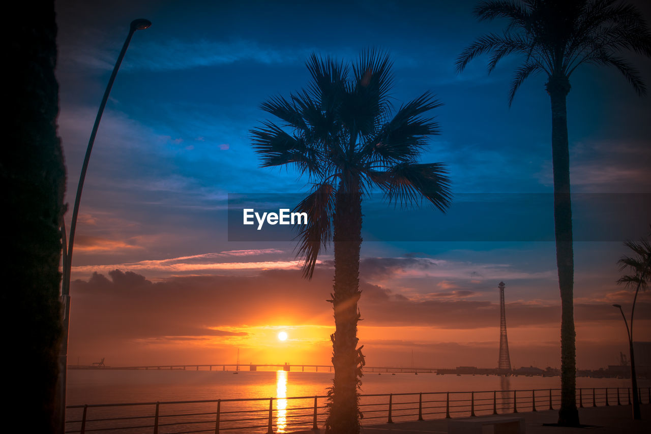 Low angle view of palm trees against sky during sunset