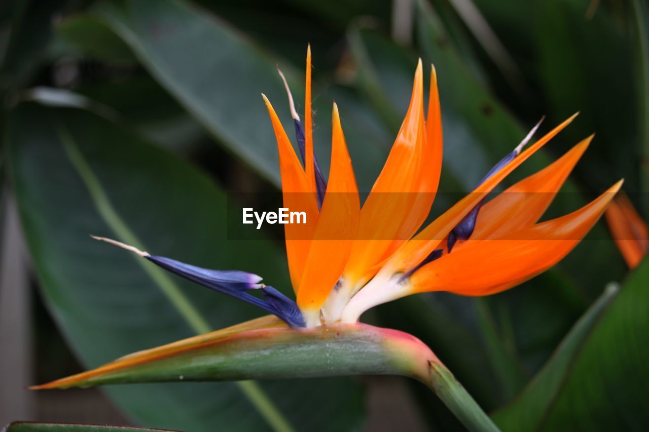 flowering plant, flower, plant, beauty in nature, freshness, yellow, nature, petal, leaf, bird of paradise - plant, fragility, close-up, orange color, growth, macro photography, flower head, inflorescence, green, no people, tropical flower, botany, plant part, outdoors, vibrant color, focus on foreground, plant stem, ornamental garden, day