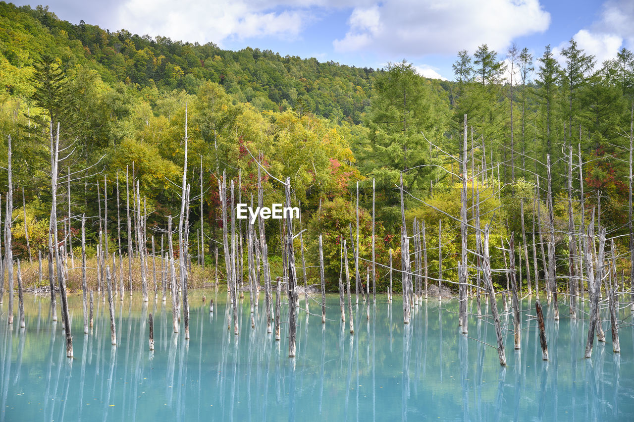 SCENIC VIEW OF LAKE IN FOREST