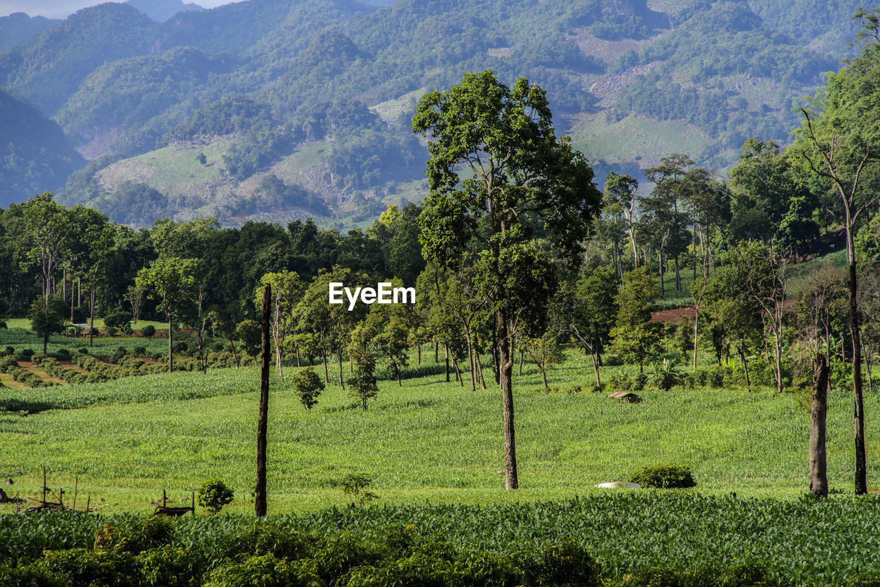 SCENIC VIEW OF AGRICULTURAL FIELD