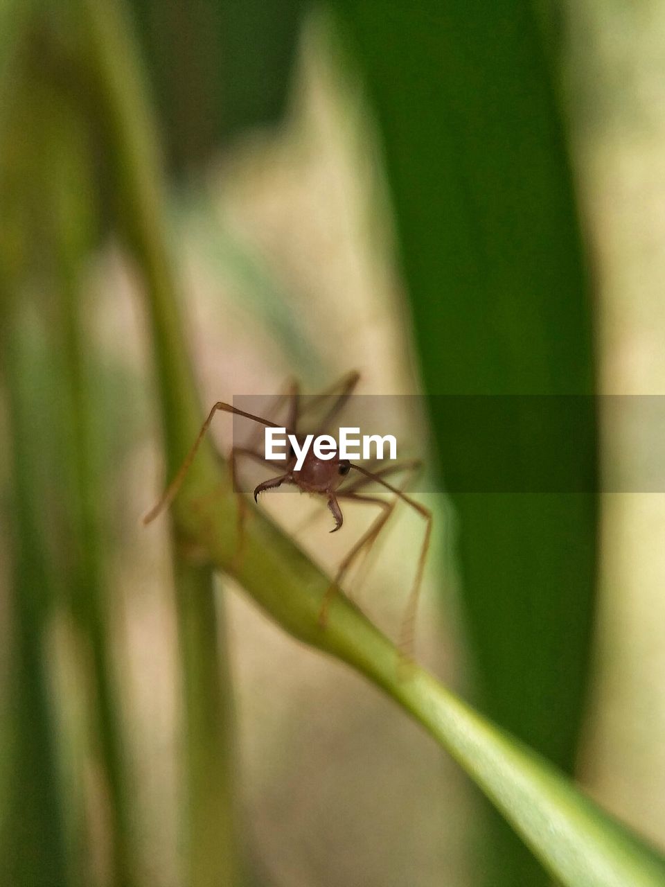 CLOSE-UP OF GRASSHOPPER ON LEAF