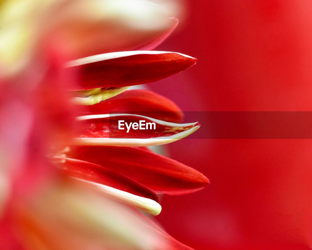 MACRO SHOT OF RED FLOWER