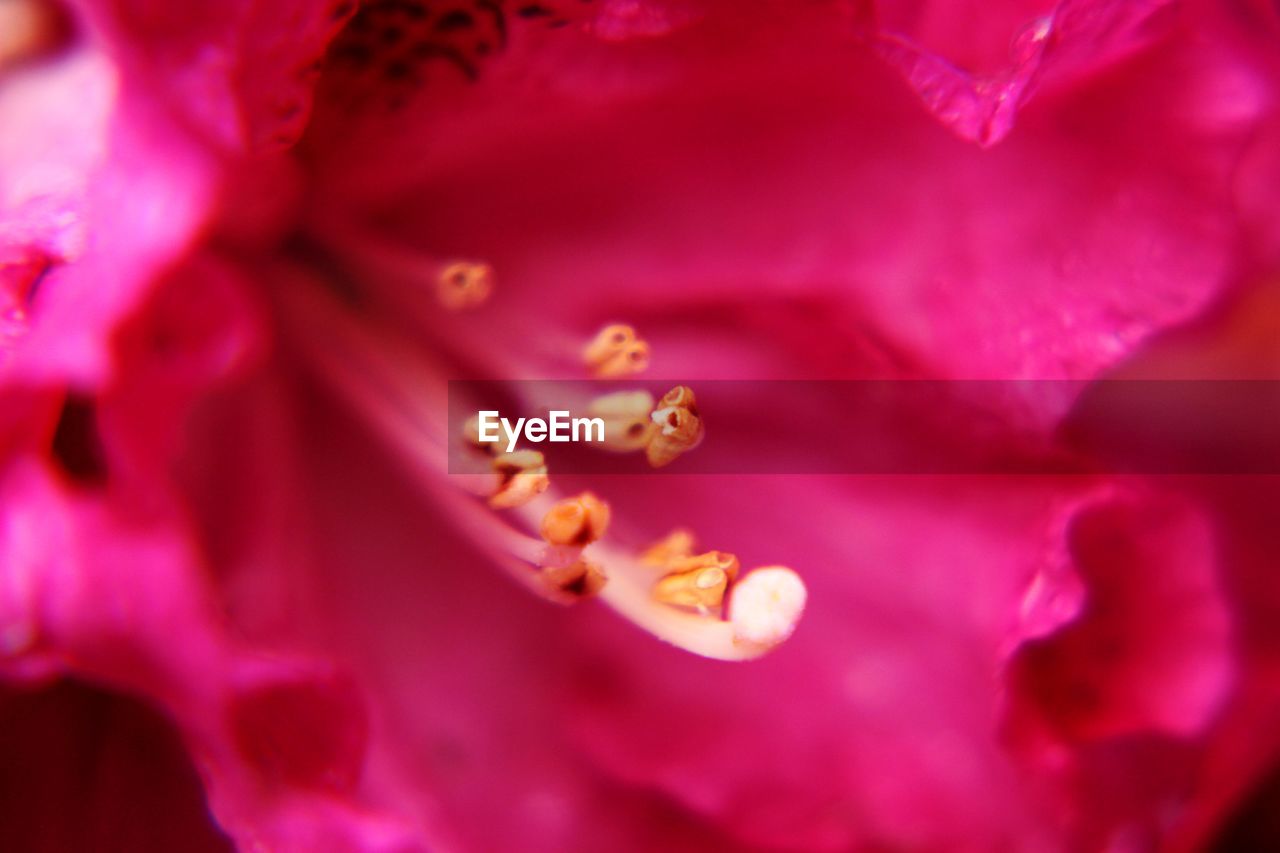 CLOSE-UP OF PINK FLOWER