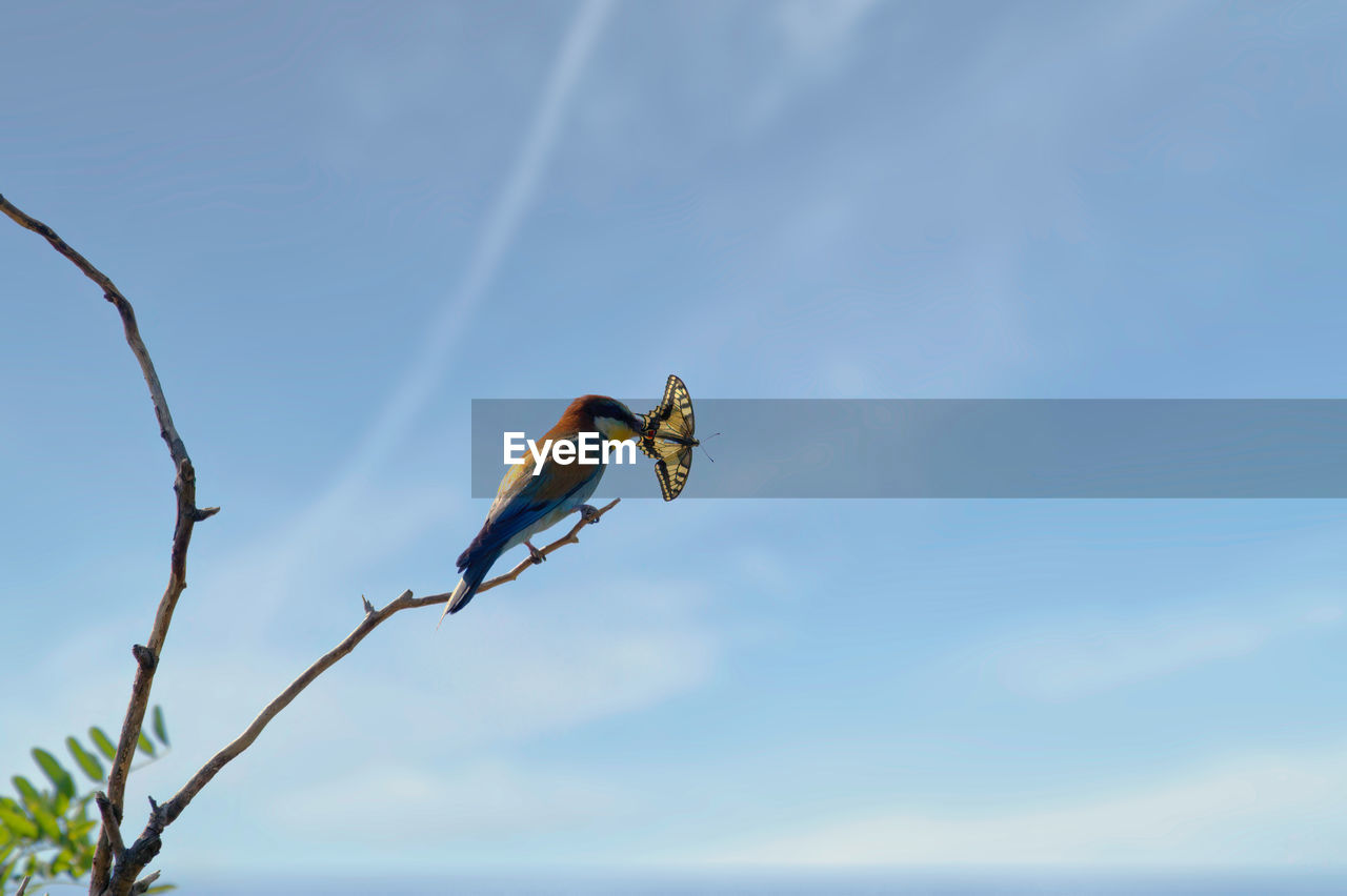 Low angle view of bird perching on plant against sky