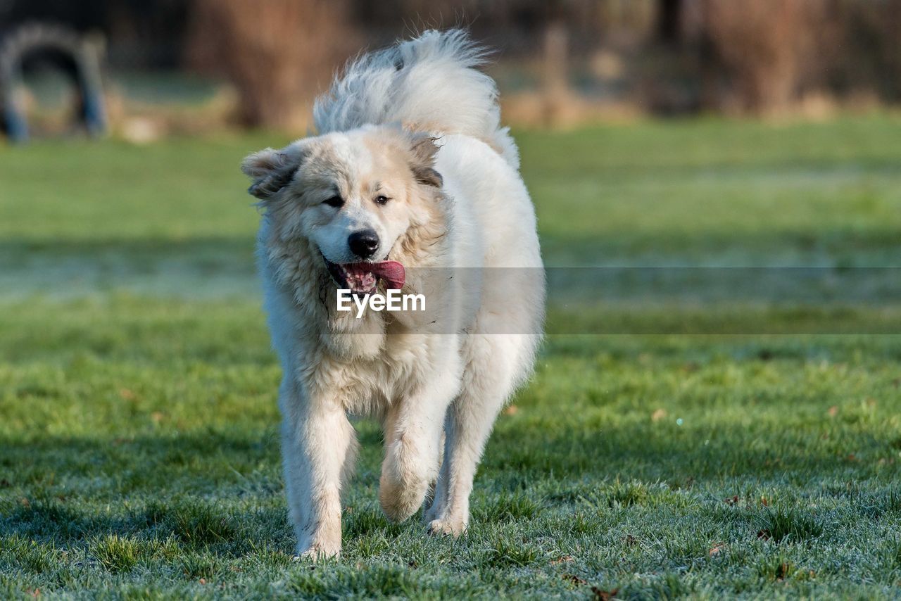 PORTRAIT OF A DOG RUNNING ON FIELD