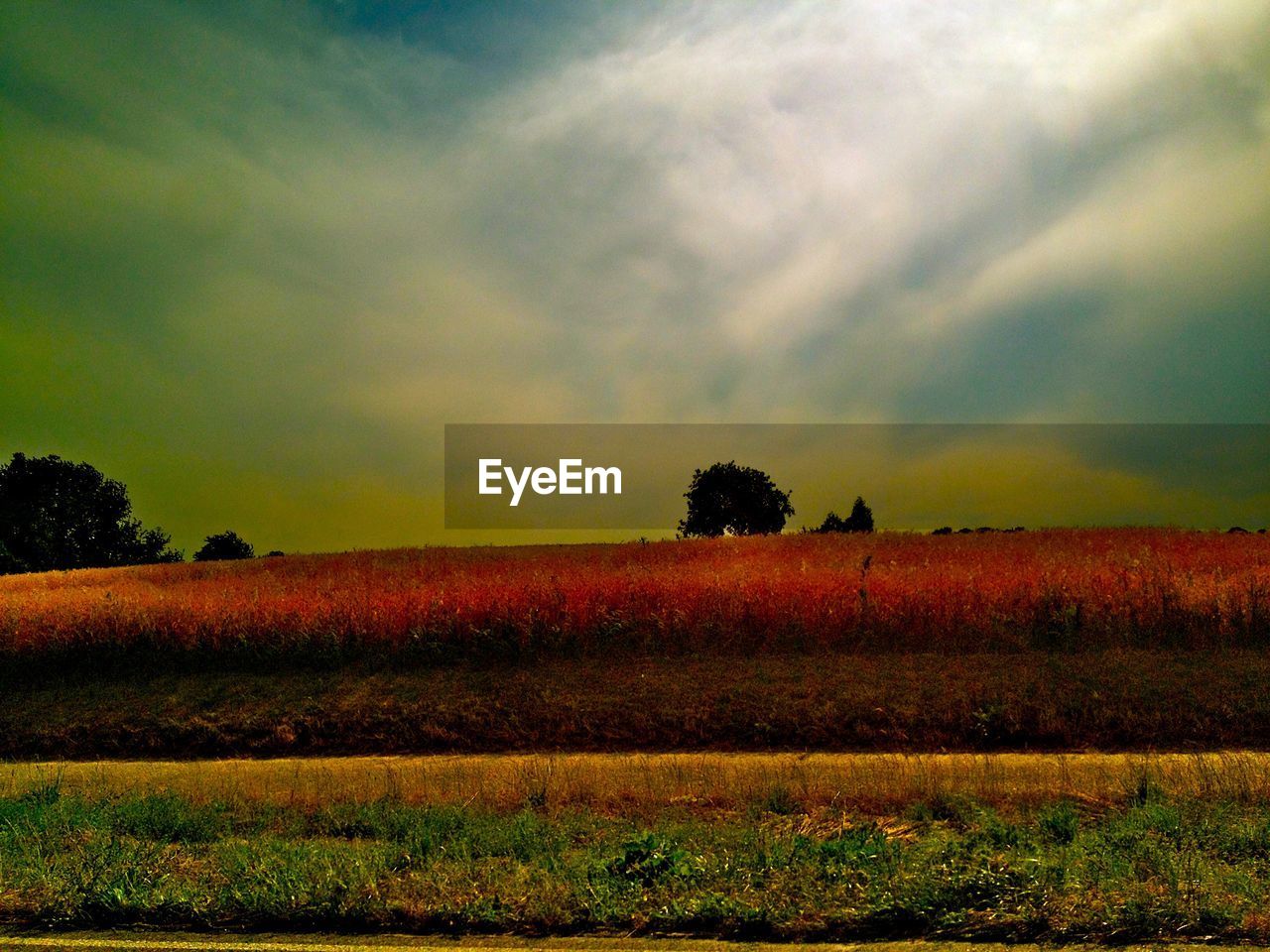 SCENIC VIEW OF AGRICULTURAL FIELD