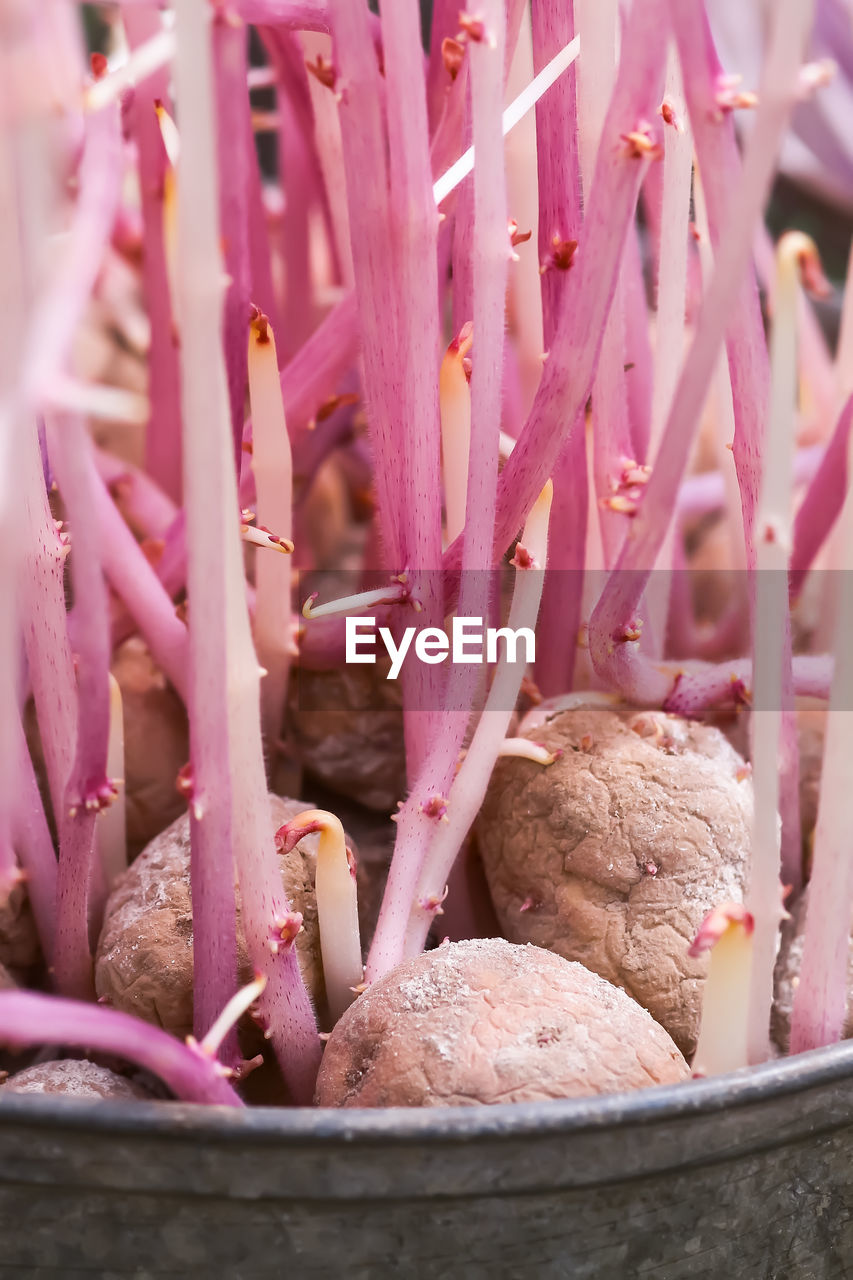 Potato with sprouts in metal bucket outdoors. vegetables prepared for planting.