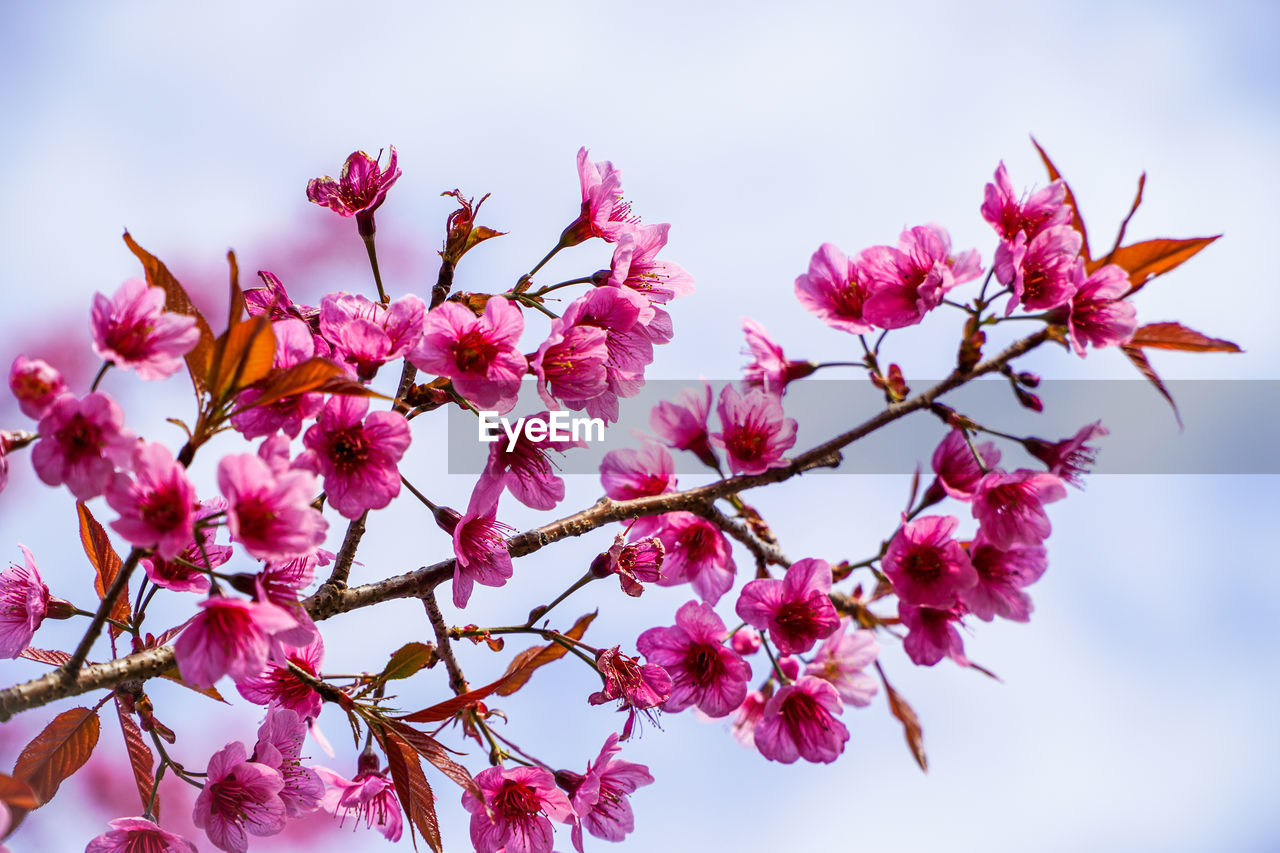 Low angle view of pink cherry blossoms against sky