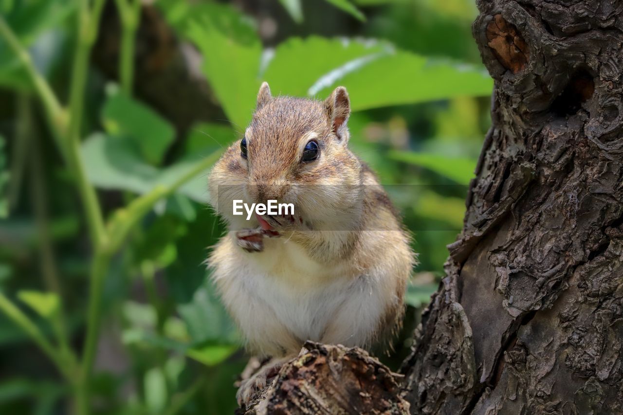 Close-up of chipmunk on tree trunk