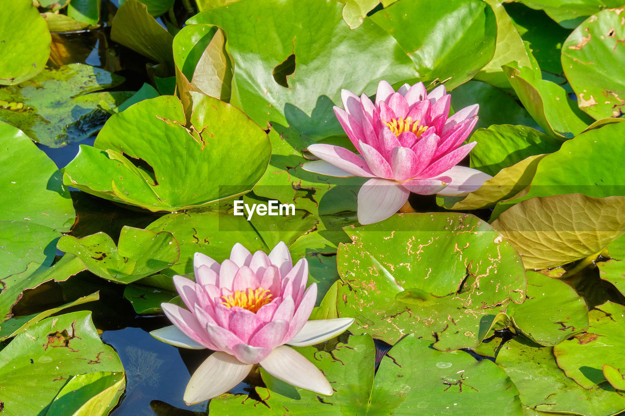 CLOSE-UP OF LOTUS WATER LILY ON LEAVES