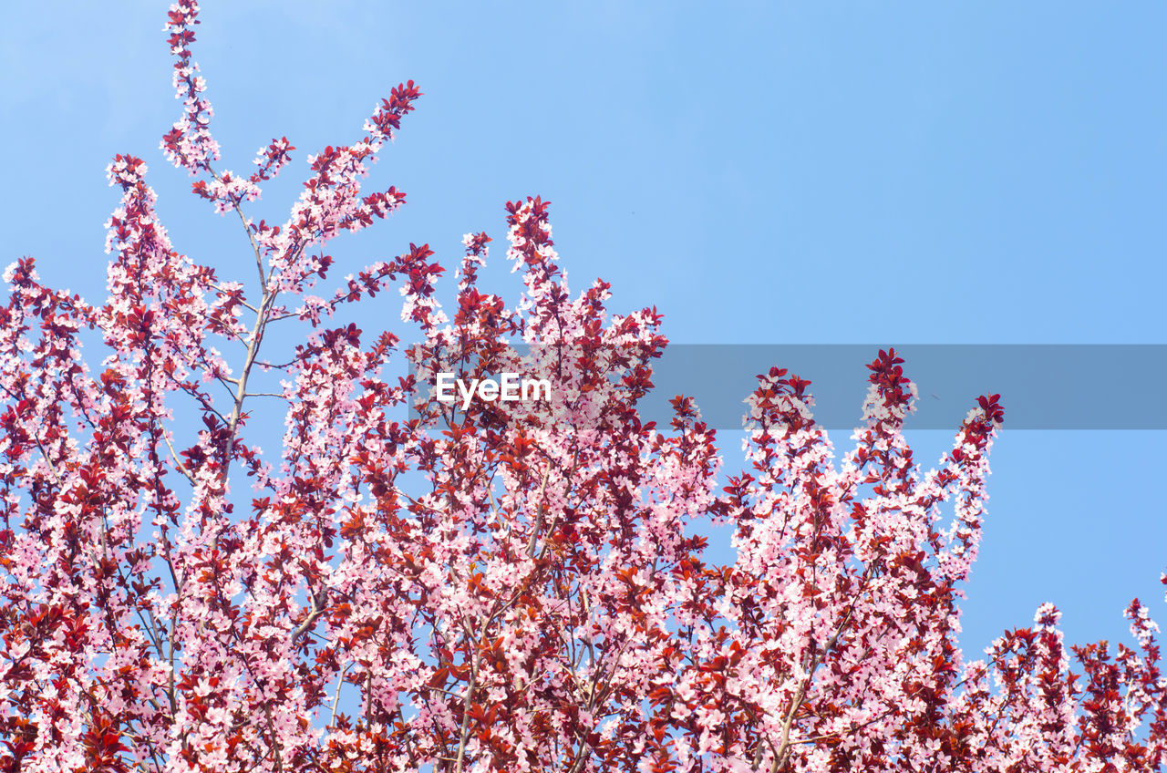 Apricot blossom on a sunny day, the arrival of spring, the blossoming of trees, pink buds 