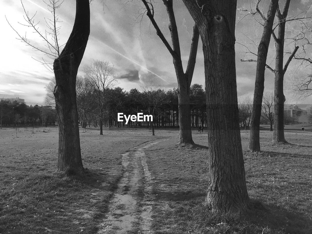 Narrow pathway along bare trees on landscape