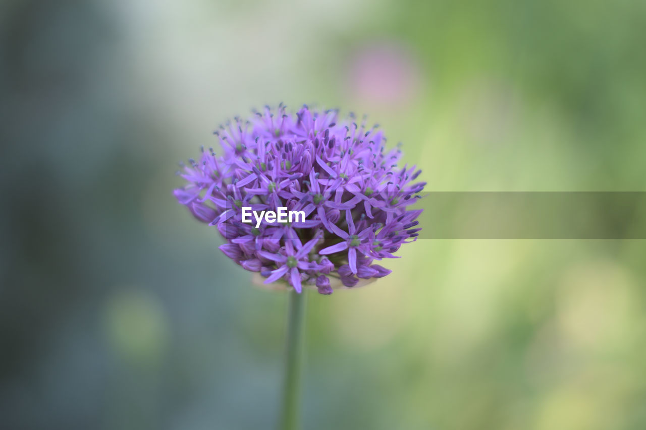 Close-up of purple flower blooming outdoors