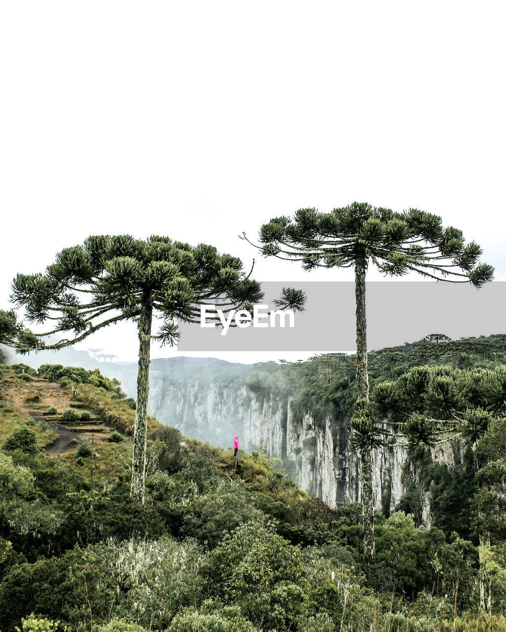 plant, tree, nature, sky, growth, beauty in nature, green, scenics - nature, tranquility, day, land, vegetation, no people, tranquil scene, outdoors, non-urban scene, environment, clear sky, forest, mountain, landscape, coniferous tree, foliage, lush foliage, pinaceae