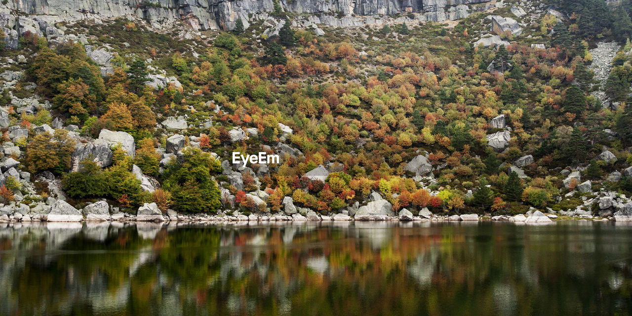 TREES BY LAKE DURING AUTUMN