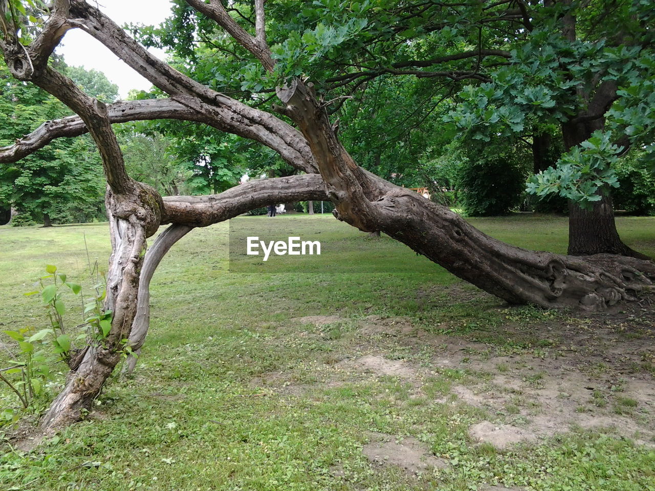 VIEW OF TREE IN FOREST