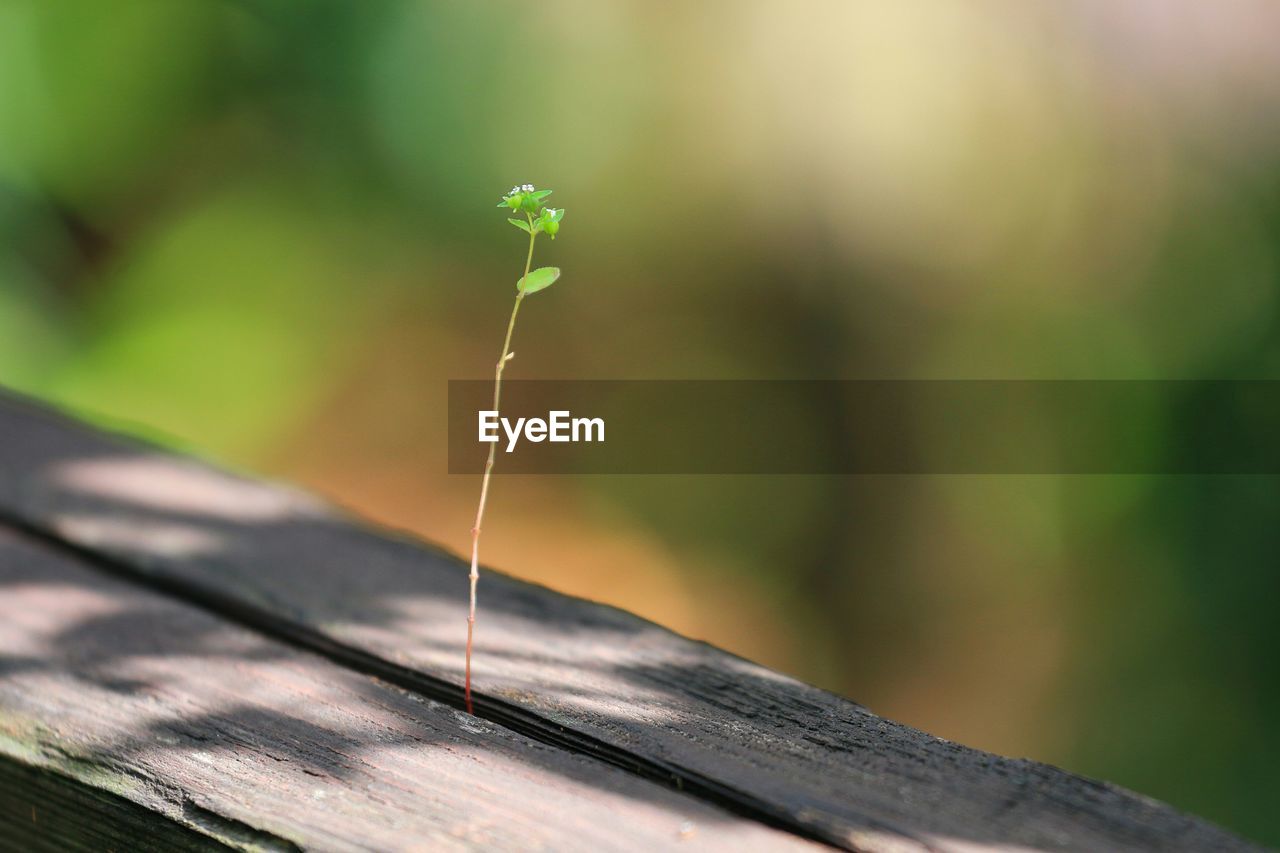 CLOSE-UP OF PLANT AGAINST BLURRED BACKGROUND