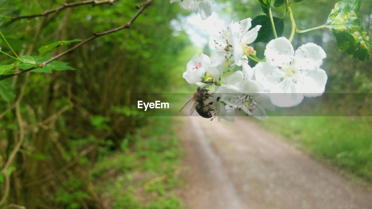 White flowers blooming on tree