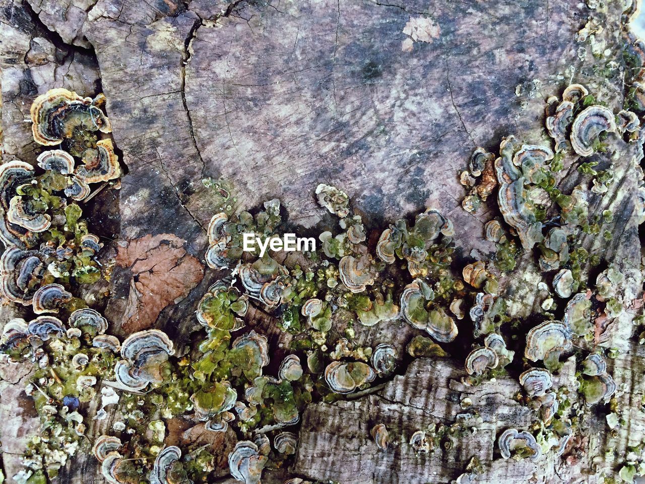 Full frame shot of tree trunk