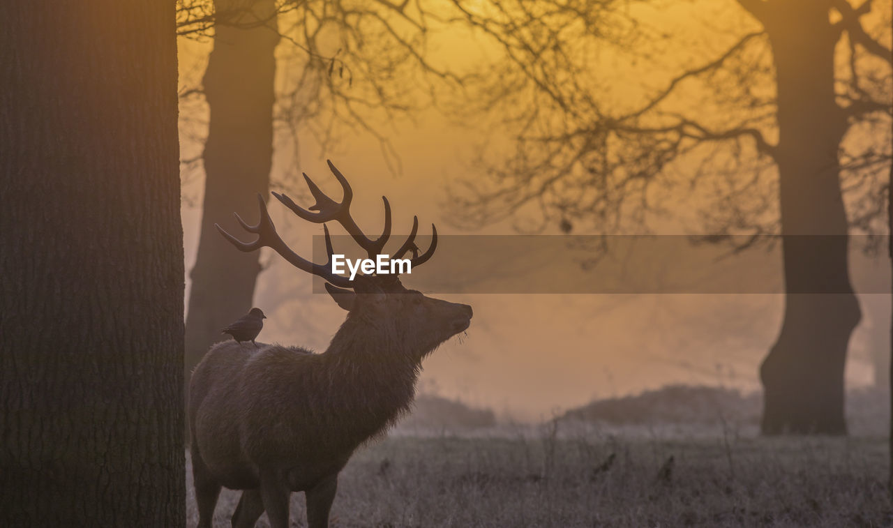 Deer standing on field during sunset