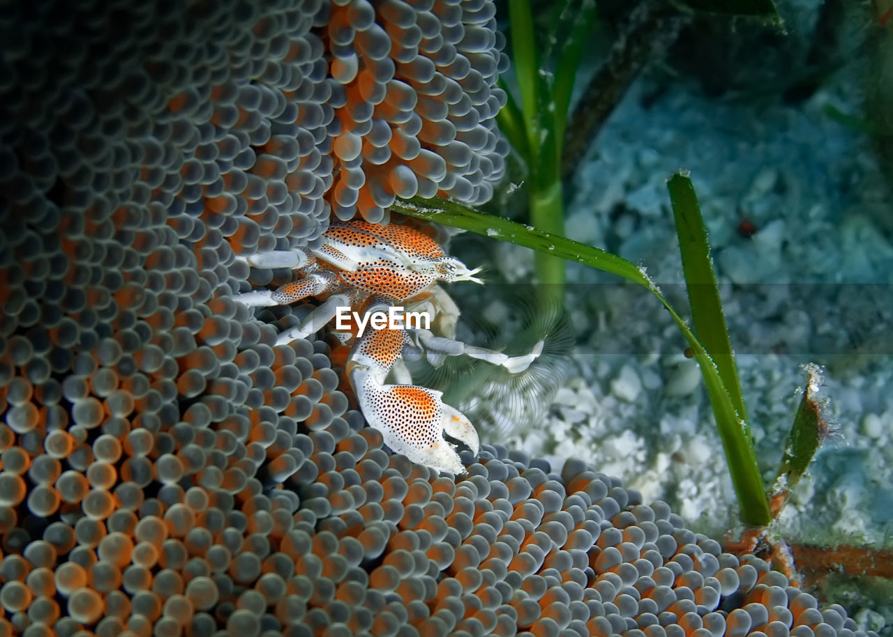 Close-up of crab and anemones
in sea