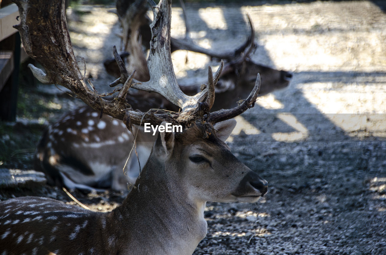 CLOSE-UP OF DEER IN A ZOO