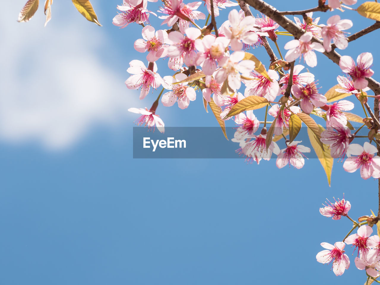Low angle view of magnolia tree against sky