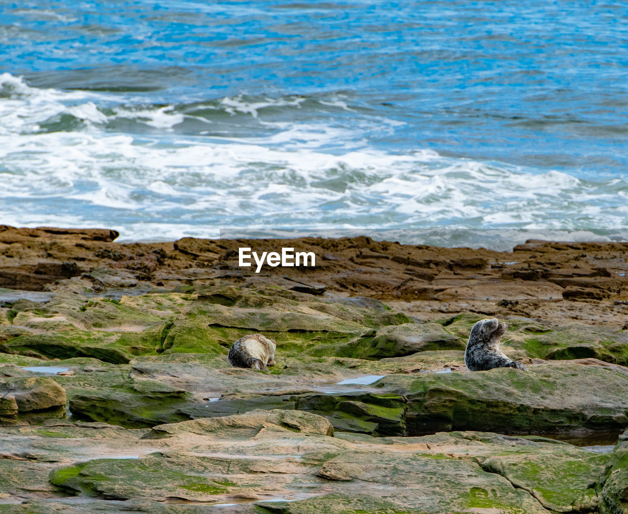water, shore, rock, sea, coast, ocean, beach, body of water, land, wave, beauty in nature, nature, motion, cliff, no people, day, scenics - nature, terrain, wind wave, animal, animal themes, group of animals, animal wildlife, outdoors, cove, horizon, landscape, bay, wildlife, sports, mammal, tranquility, coastline, water sports, non-urban scene