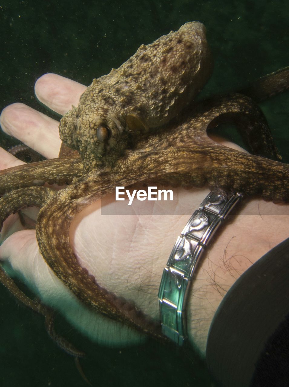 Close-up of man holding octopus