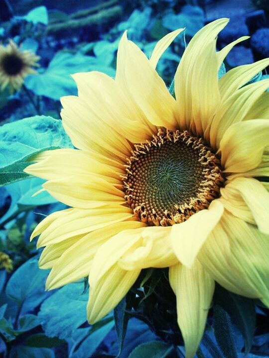 CLOSE-UP OF YELLOW FLOWERS BLOOMING