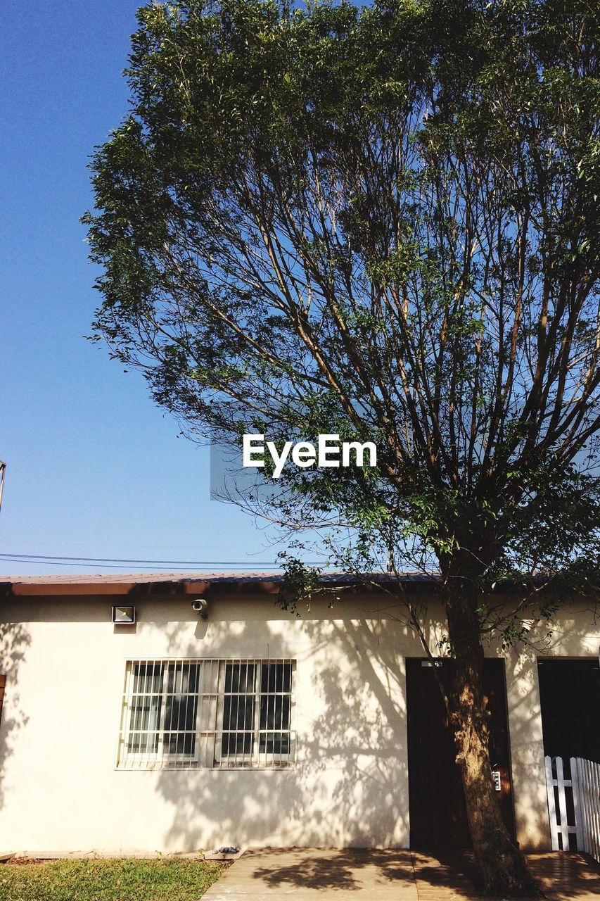 TREE AGAINST BUILDING