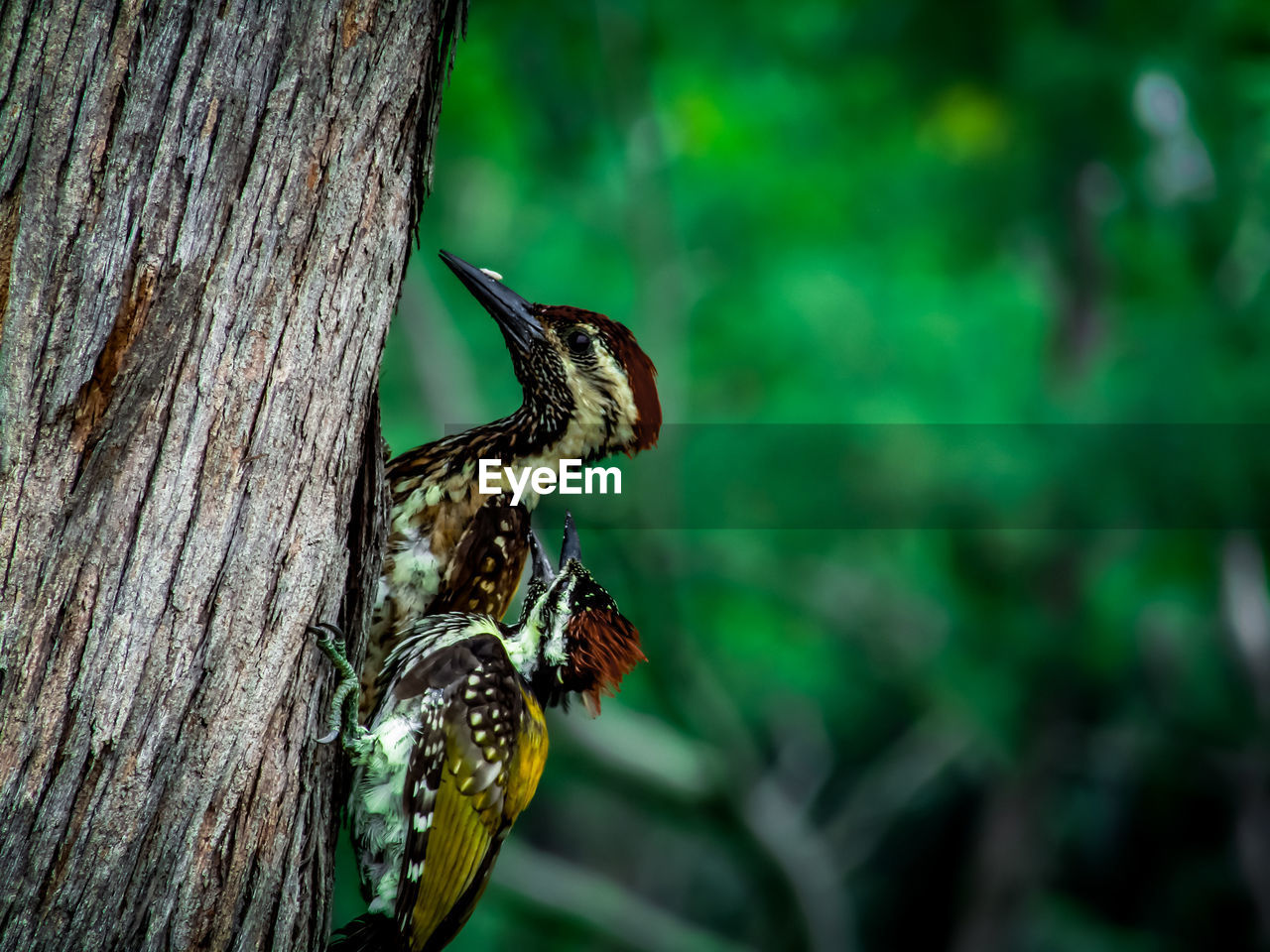 Close-up of butterfly on tree trunk