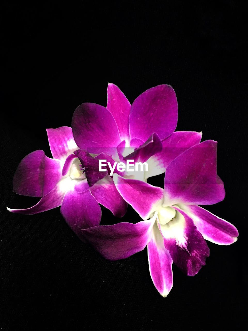 CLOSE-UP VIEW OF PINK ORCHID FLOWERS