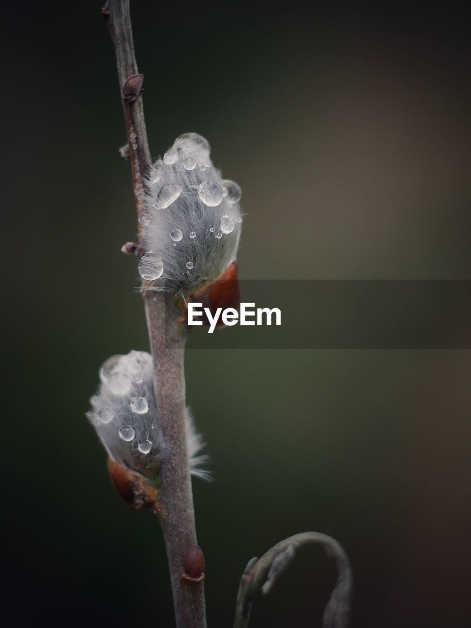 Close-up of water drops on pussy willow