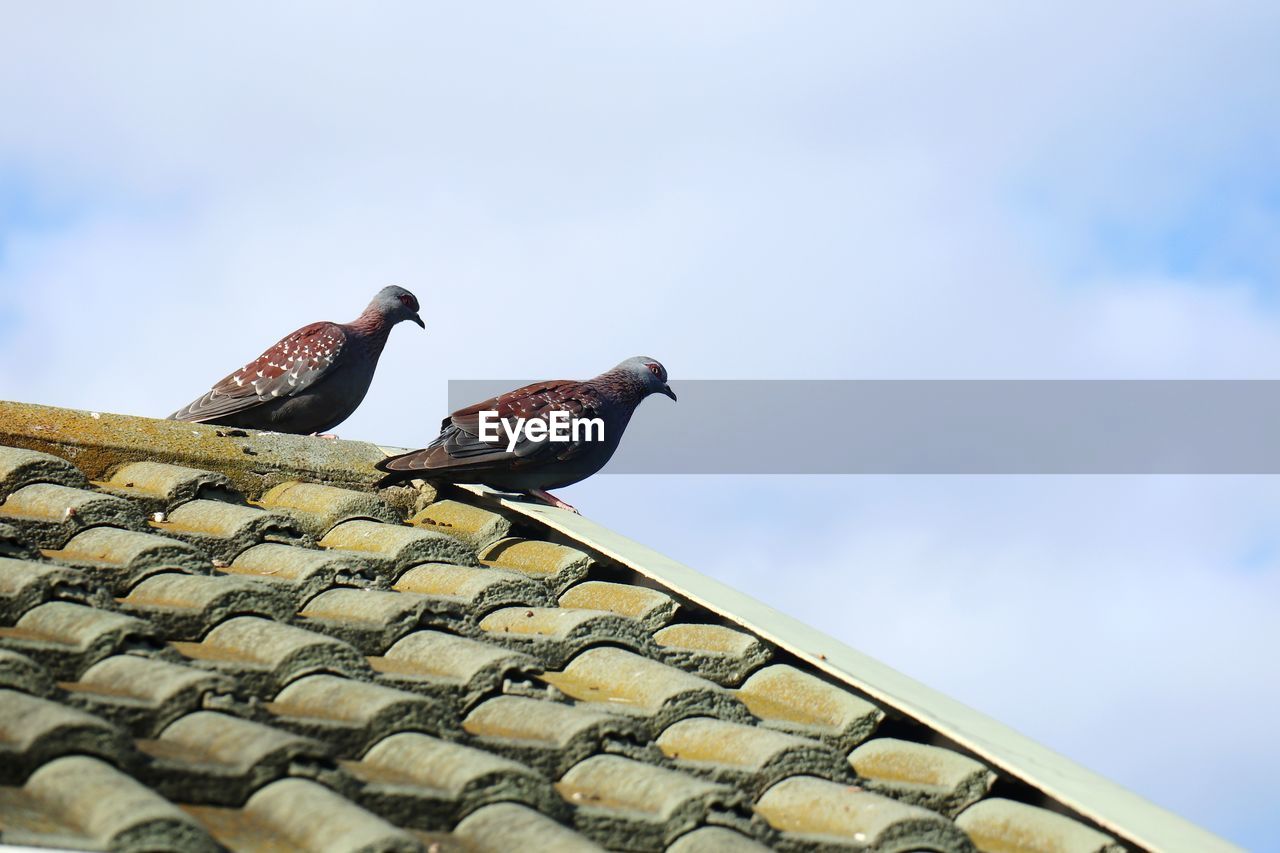 LOW ANGLE VIEW OF BIRDS PERCHING ON ROOF