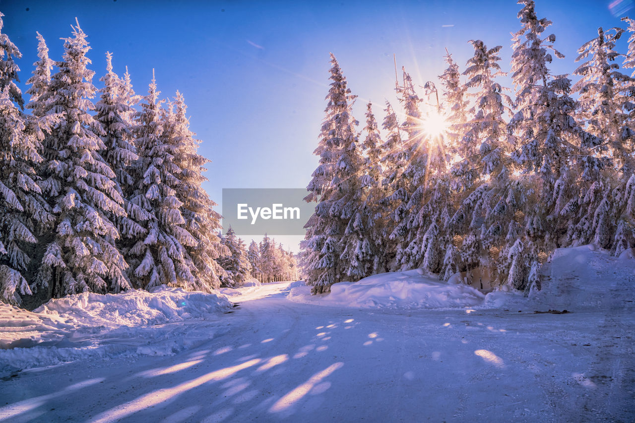 TREES ON SNOW COVERED LAND AGAINST BRIGHT SKY