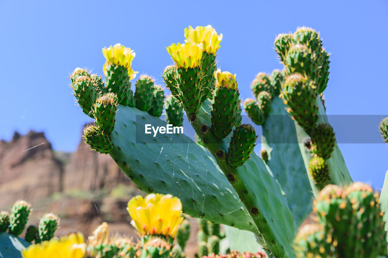 Close-up of yellow flowering plant against sky