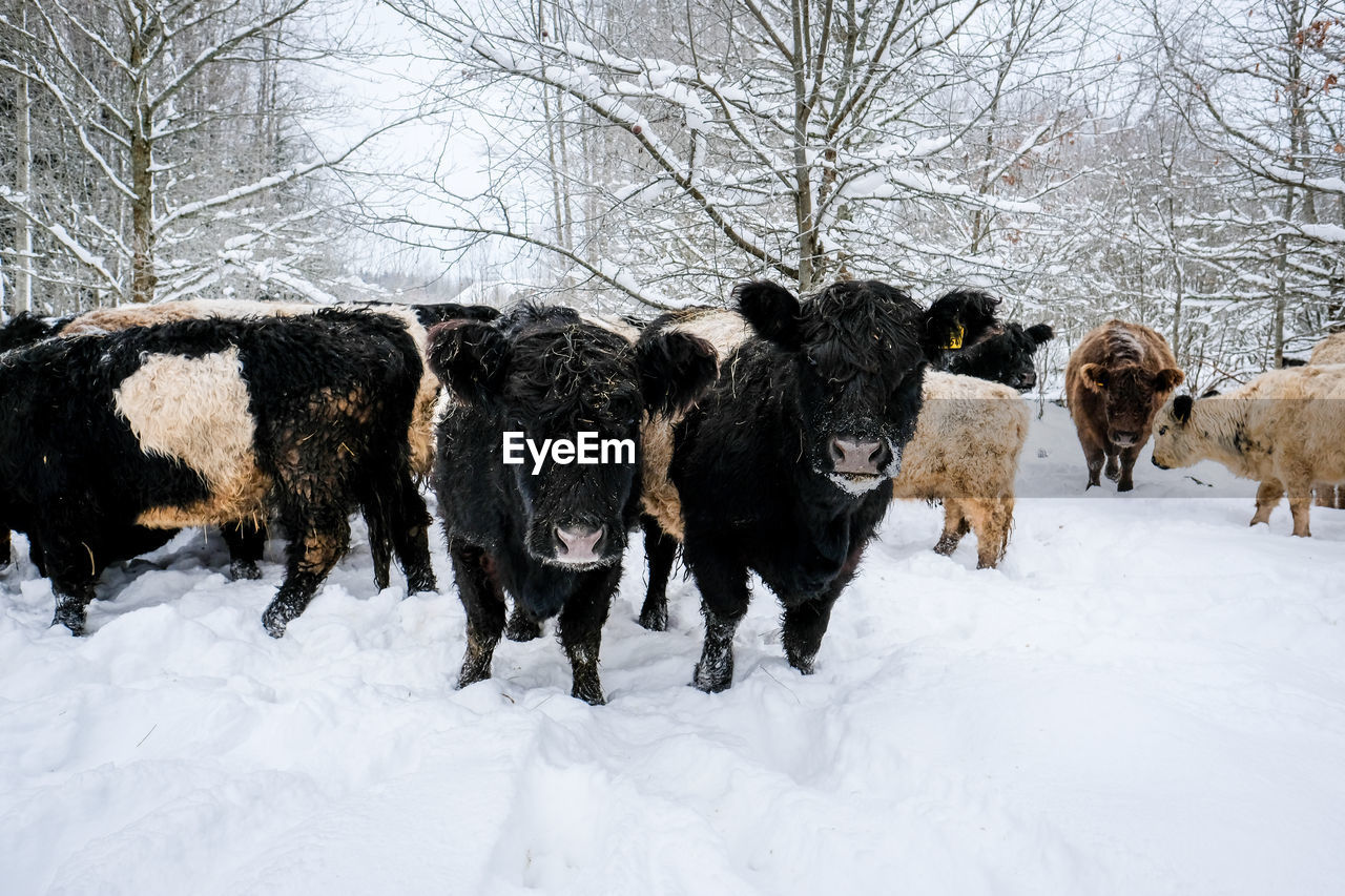 dogs running on snow covered field